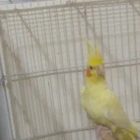 عروس هلندی زعفرانی ماده