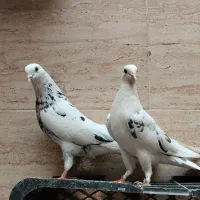 کبوتر ساعت سنگین