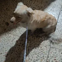 پا کوتاه با هوش