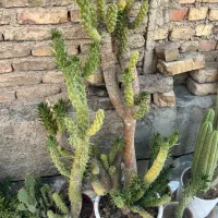 گل کاکتوس و‌ غیره فروشی