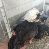 خروس لهستانی|حیوانات مزرعه|اردکان, |دیوار