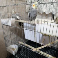 عروس هلندی|پرنده|قم, آزادگان|دیوار
