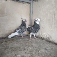 کفتر پرشی سو قدیم کاشان|پرنده|کاشان, مصلی|دیوار