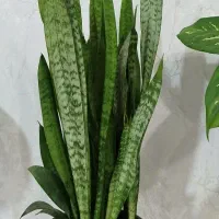 گلی