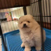 سگ پامر خرسی|سگ|کرج, مصباح|دیوار