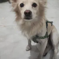 سگ اشپیتز|سگ|کهریزک, |دیوار