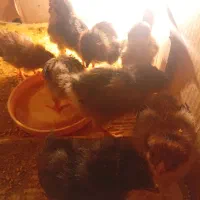 جوجه 10 روزه