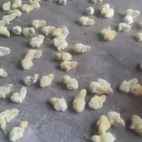 جوجه بلدرچین