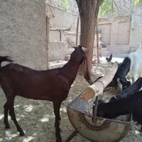 بز ونر بز گلابی وپاکستانی