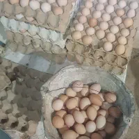 تولیدی تخم مرغ محلی