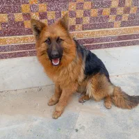 سگ ژرمن نژاد دار