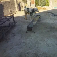 گاو و گوساله نر سمینتال|حیوانات مزرعه|دهدشت, |دیوار