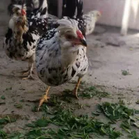 تخم مرغ گلین|حیوانات مزرعه|نهاوند, |دیوار