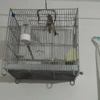 سهره|پرنده|رامیان, |دیوار