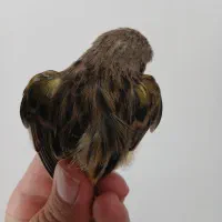 قناری گلاستر