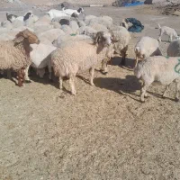 شیشک چاق محلی