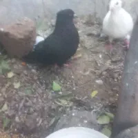 کبوتر|پرنده|مشهد, شهید هاشمی نژاد|دیوار