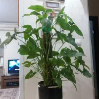 گل سینگونیوم