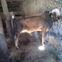 گوساله نر