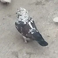 یک عدد کفتر گم شده