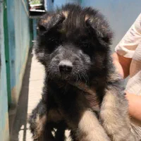 فروش توله شیانلو بسیار زیبا و اصل ژرمن موبلند|سگ|اصفهان, مرداویج|دیوار