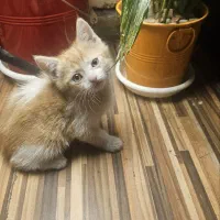 بچه گربه بریتیش 2 ماهه