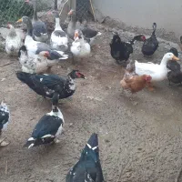 فروش سیکا و غاز