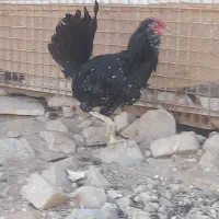 مرغ و خروس گلین