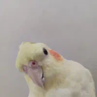 عروس هلندی ماده رام دستی