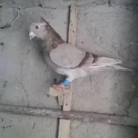 کاکلی یا تاجی پلاکی نر|پرنده|شیراز, لاله|دیوار