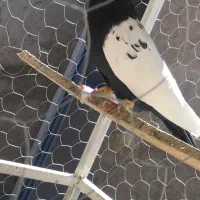 کفترپلاکی بهبهونی