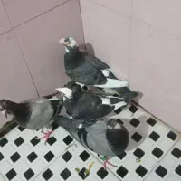 کفتر رنگه .سبز پلاکی هوایی مدرک دار|پرنده|مشهد, کوی پلیس|دیوار