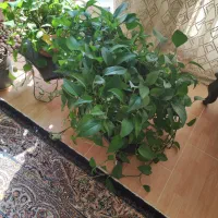 فروش گل|گل و گیاه طبیعی|بهشهر, |دیوار