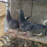 جفت گربه ای|پرنده|جهرم, |دیوار