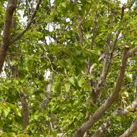 فروش دو قطعه باغ در صحرای نبادان ابرکوه|فروش زمین و ملک کلنگی|ابرکوه, |دیوار