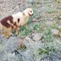 بره نره بختیاری شیر مست هیکلی
