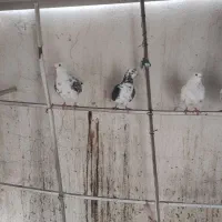 کبوتر پرشی|پرنده|کهریزک, |دیوار