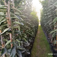 نهال مرکبات نارنگی، نارنگی ژاپنی،تامسون، خونی و.|خدمات باغبانی و درختکاری|ساری, |دیوار