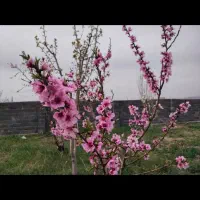باغ میوه ۱۲۰۰ متر چهار دیواری شده|فروش زمین و ملک کلنگی|کرج, شاهین‌ویلا|دیوار