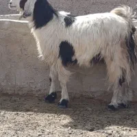 میش بز کهره بره|حیوانات مزرعه|مرودشت, ده بید|دیوار