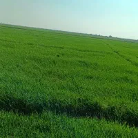 زمین کشاورزی واقع در شادگان|فروش دفتر صنعتی، کشاورزی، تجاری|شادگان, |دیوار