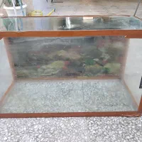 شیشه  آکواریوم|ماهی|رشت, فلسطین|دیوار