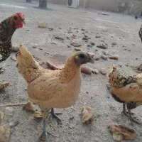 مرغ و خروس مینیاتوری درجه یک