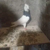 طوقی|پرنده|هندیجان, |دیوار