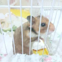 همستر شیطون