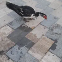 اردک اسراییلی|حیوانات مزرعه|محمدیه-قزوین, |دیوار