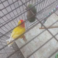 پرنده کوتوله