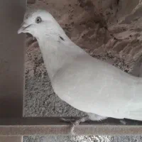 کفتر پرشی|پرنده|پاکدشت, حصار امیر|دیوار