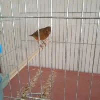 قناری و سهره|پرنده|کرمان, |دیوار