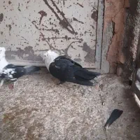 کلاغ اصلی|پرنده|نیشابور, دهنو|دیوار